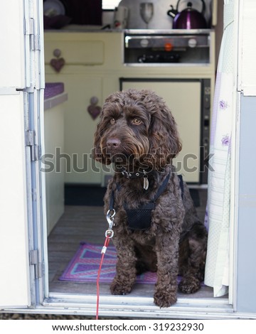 Beautiful chocolate brown Cockerpoo dog sitting in caravan doorway
