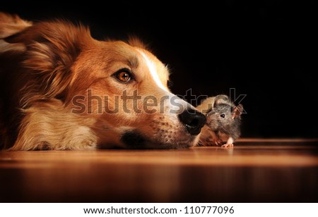 Head portrait of dog lying on flat surface with mouse crawling near. Concept shows friendship between species.