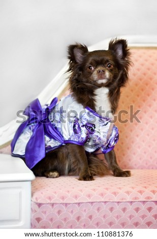 glamour little brown dog on pink sofa