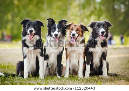 Group Of Happy Dogs Border Collies Sitting On The Grass In Summer