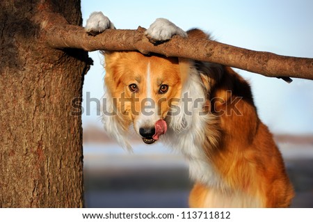 cute happy dog makes a funny pose and sticks his tongue