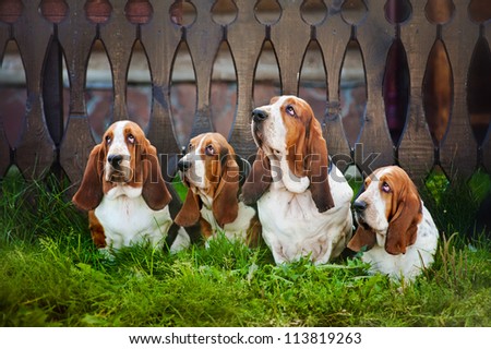 group of four dogs basset hound sitting on the grass