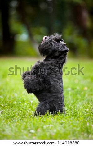 Cute miniature schnauzer dog sitting on his hind legs on the grass