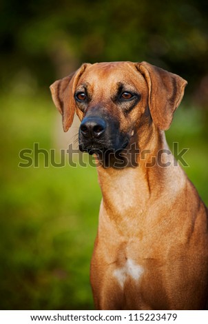 cute brown dog Ridgeback portrait in summer