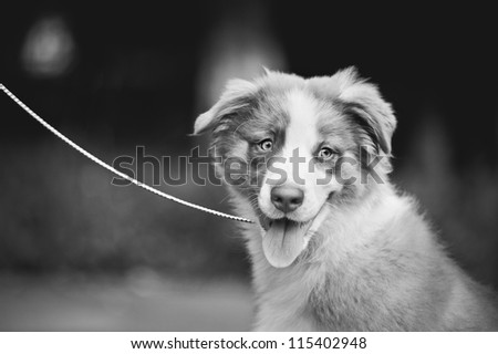 cute funny puppy Australian Shepherd portrait black and white