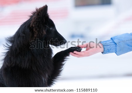 Pretty young black dog gives paw on hand