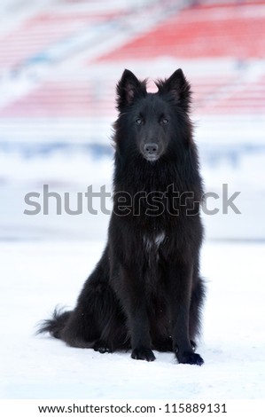 young black dog sitting in the snow in winter