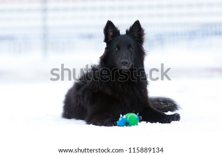 young black dog lying in the snow in winter
