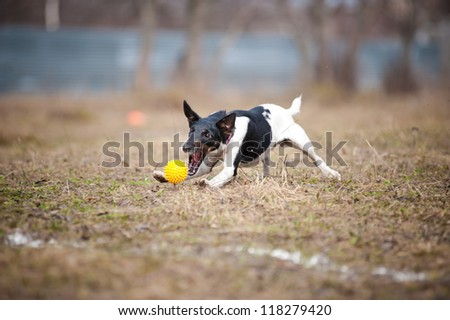 cute funny fox terrier dog playing with a toy ball