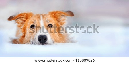 Cute red dog border collie lying in the snow portrait Cute red dog border collie lying in the snow portrait