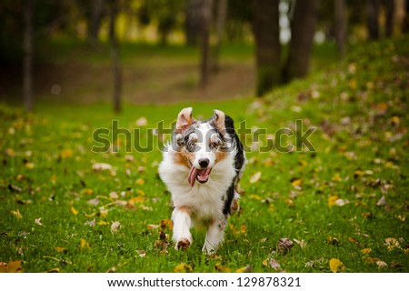 young merle Australian shepherd running in autumn