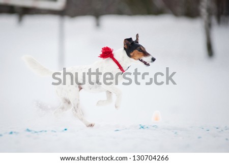 Fox Terrier dog running fast in winter