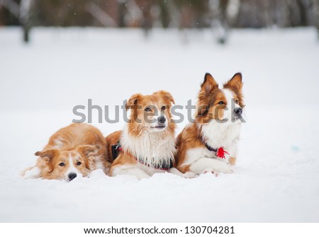 three red border collie dogs lying in the snow in winter