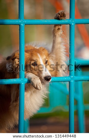 funny dog playing in the playground in summer, portrait