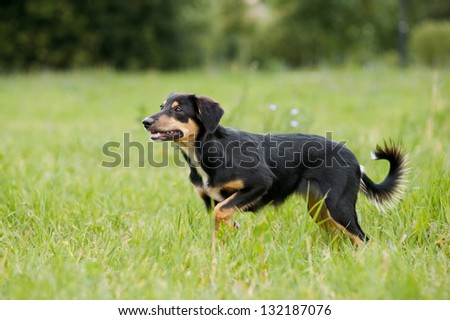cute border collie puppy walking in summer, 5 mounths
