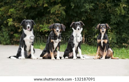 four puppies border collie in summer, 5 mounths