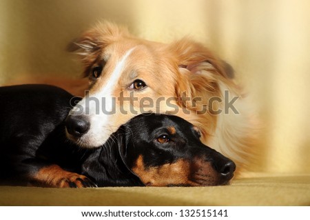 Cute dog border collie and dachshund dreaming in the sunlight at home