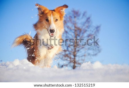 Beautiful red dog border collie playing in winter on blue sky background