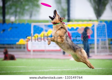German shepherd catching disc in jump in competitions
