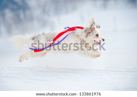 funny curly dog running fast and colored ribbons fluttering in the wind
