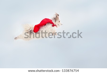 funny curly super hero dog wearing the red cloak flying in the sky