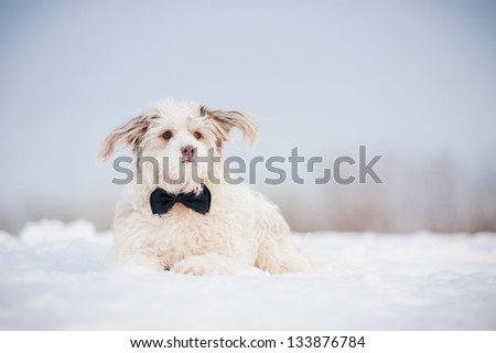 Elegant cute dog wearing a tie, portrait in winter