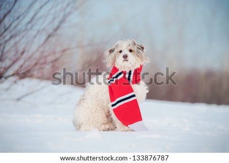 Elegant cute dog wearing the striped scarf in winter
