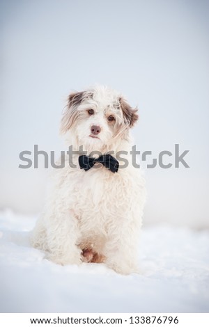 Elegant cute dog wearing a tie looking at the camera, portrait