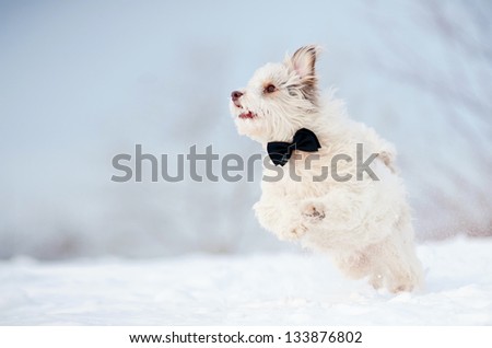 Elegant cute dog wearing a tie looking at the camera, portrait