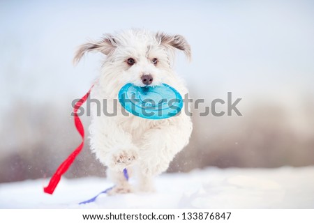 funny curly dog running towards the camera with toy and colored ribbons fluttering in the wind