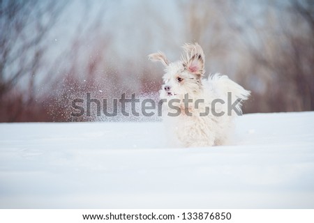 funny curly super dog playing in winter