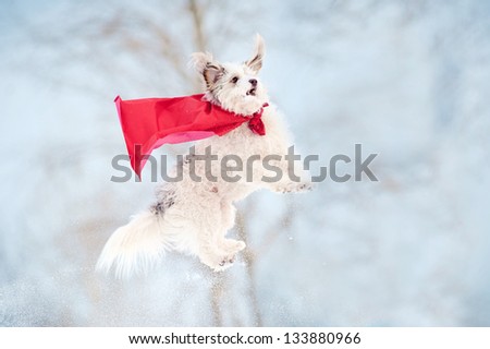 funny curly super hero dog wearing the red cloak flying in the sky