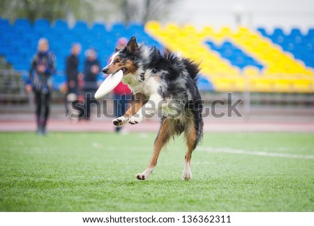 border collie catching disc in jump in competitions
