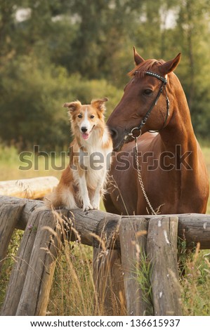 Red border collie dog and horse together at sunset in summer