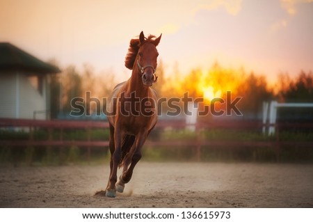 beautiful brown horse running in the paddock at sunset