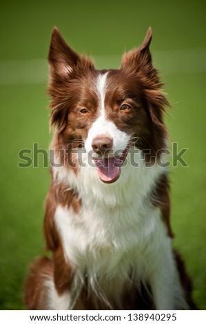 Happy border collie dog in summer day