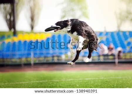 border collie dog catching the flying disc in jump