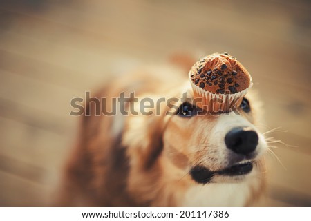 red border collie dog keeps cake on her nose