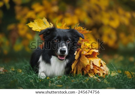 happy dog border collie under leaves in autumn