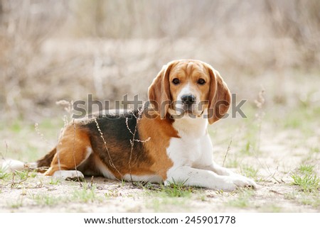 Funny young beagle dog lying in spring