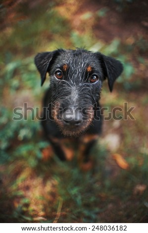 Cute black terrier dog, portrait close, summer
