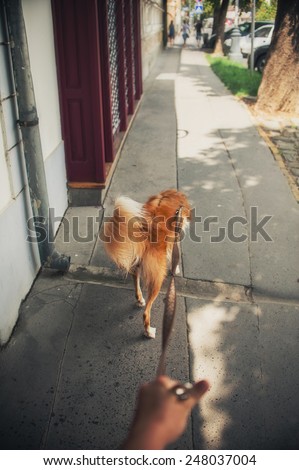 Walk with a red dog on city street in summer