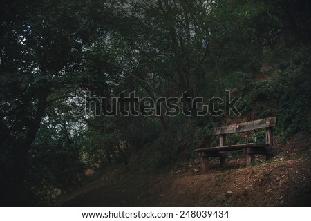 Old bench is in a dark forest, summer