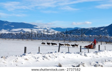 Dog Sled Team in Wyoming