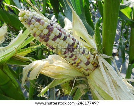 White corn from corn field