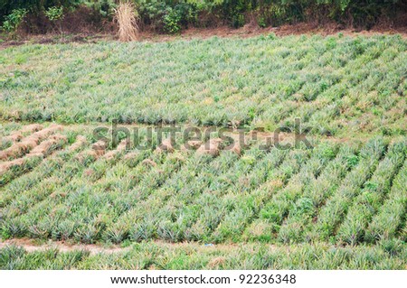 pineapple fruit field.
