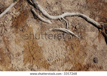 tree roots on soil, natural background with grunge textures