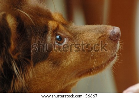 Dog looking up curiously