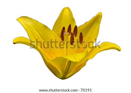 Yellow lily on white background