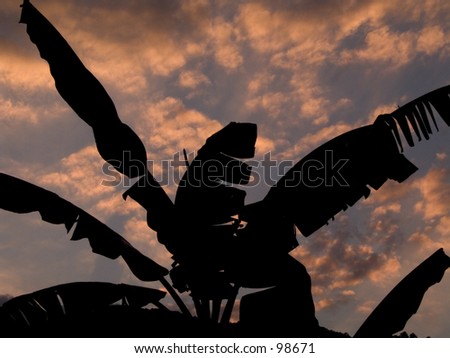 Banana Tree Silhouette